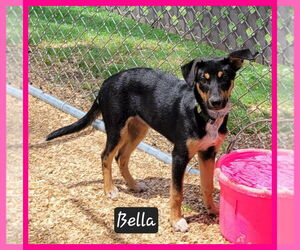 Mutt Dogs for adoption in Granbury, TX, USA