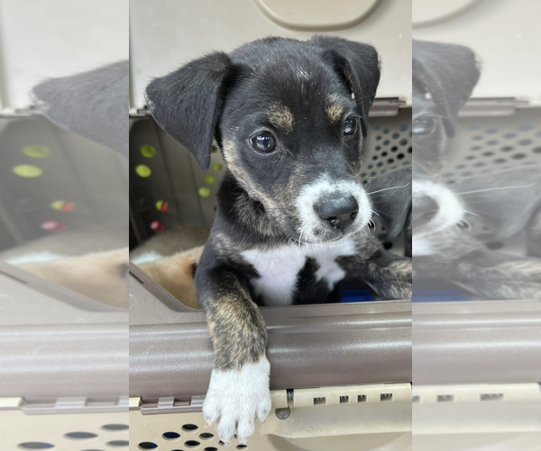 Medium Photo #6 Mutt Puppy For Sale in Rockville, MD, USA