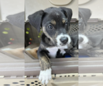 Small #5 Mutt