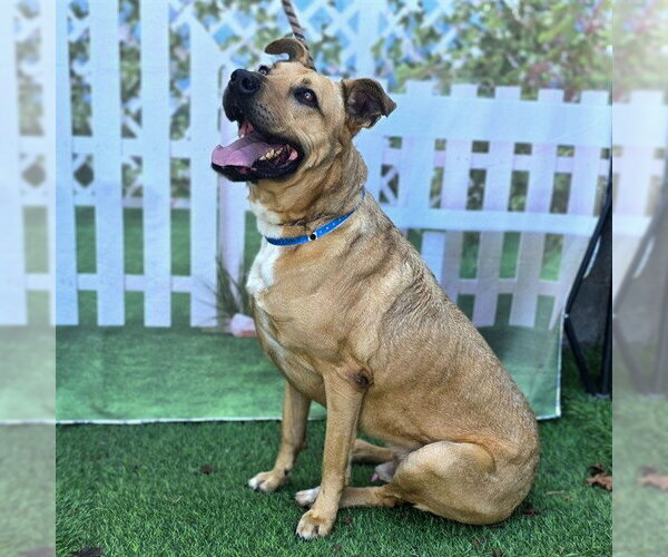 Medium Photo #2 Mutt Puppy For Sale in Long Beach, CA, USA