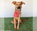 Small Photo #2 Mutt Puppy For Sale in San Diego, CA, USA