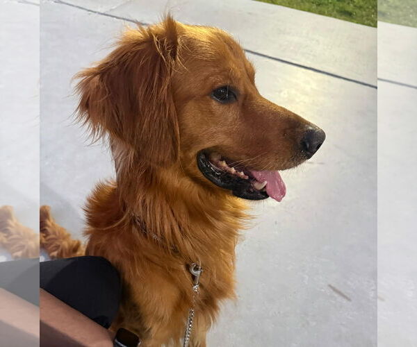 Medium Photo #2 Golden Retriever Puppy For Sale in Miami, FL, USA