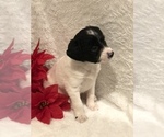 Small Photo #6 Poodle (Miniature)-Unknown Mix Puppy For Sale in WOODBURY, TN, USA