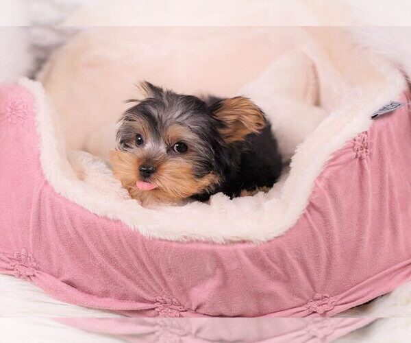 Medium Photo #2 Yorkshire Terrier Puppy For Sale in FULLERTON, CA, USA