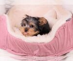 Small Photo #2 Yorkshire Terrier Puppy For Sale in FULLERTON, CA, USA