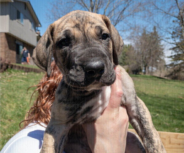 Medium Photo #5 Great Dane Puppy For Sale in COMMERCE, MI, USA