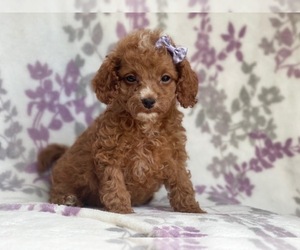 Cavapoo-Cockapoo Mix Puppy for sale in LAKELAND, FL, USA