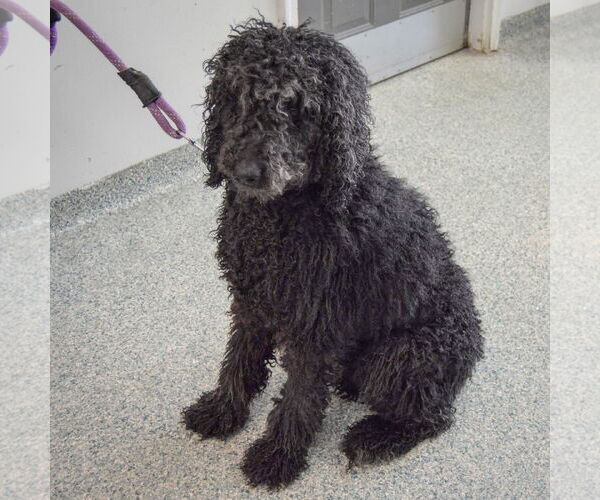 Medium Photo #3 Mutt Puppy For Sale in Huntley, IL, USA