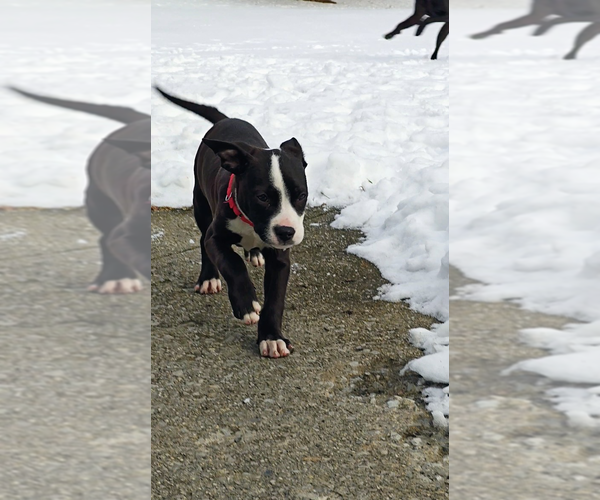 Medium Photo #3 American Pit Bull Terrier-Labrador Retriever Mix Puppy For Sale in Brewster, NY, USA
