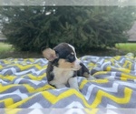 Small Photo #1 Pembroke Welsh Corgi Puppy For Sale in SPRINGFIELD, MO, USA