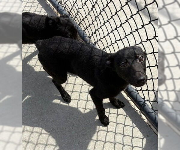 Medium Photo #2 Shepradors Puppy For Sale in Tulsa, OK, USA