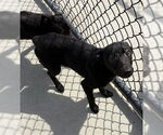 Small #1 Shepradors