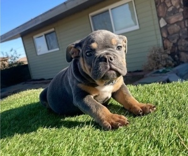 Medium Photo #2 English Bulldog Puppy For Sale in CHARLOTTE, NC, USA