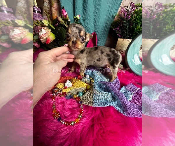 Medium Photo #6 Chihuahua Puppy For Sale in TRACY, CA, USA