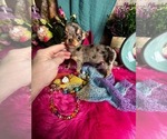 Small #5 Chihuahua