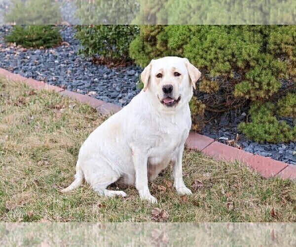 Medium Photo #1 Labrador Retriever Puppy For Sale in SYRACUSE, IN, USA