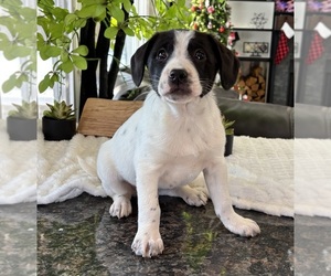 Australian Cattle Dog-Dachshund Mix Puppy for sale in FRANKLIN, IN, USA