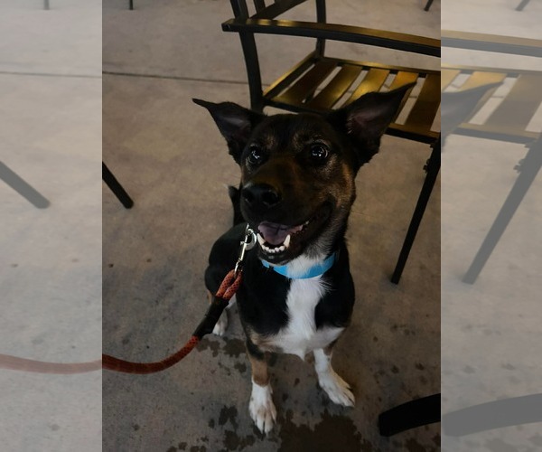 Medium Photo #6 Mutt Puppy For Sale in Germantown, OH, USA