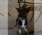 Small #5 Mutt