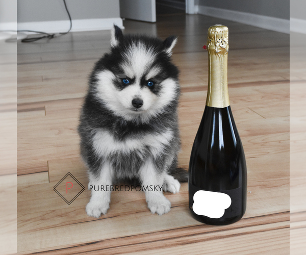 Medium Photo #6 Pomsky Puppy For Sale in KANSAS CITY, MO, USA