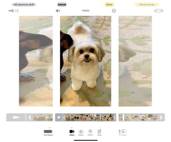Medium Photo #10 Maltese-Unknown Mix Puppy For Sale in Santa Clarita, CA, USA