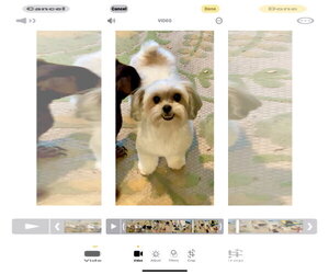 Krumpus & Mona - Female Maltese-Unknown Mix Dog for Adoption - Photo #10