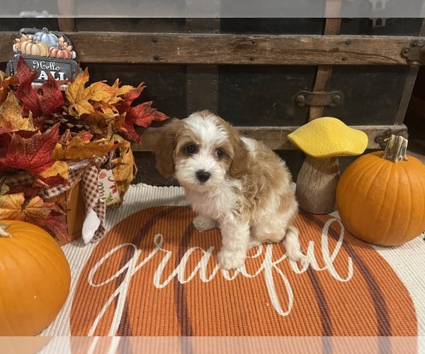 Medium Photo #2 Cavapoo Puppy For Sale in FULTON, KS, USA