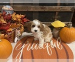 Small #1 Cavapoo