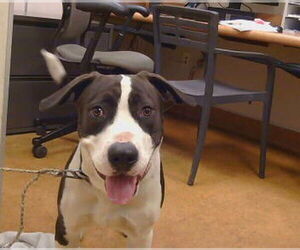 Medium American Pit Bull Terrier
