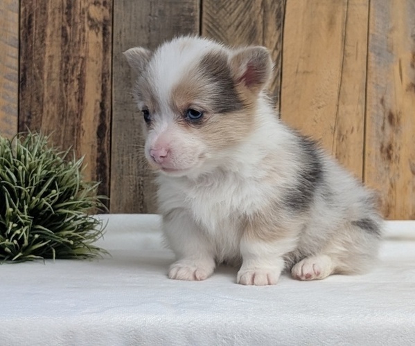 Medium Photo #4 Pembroke Welsh Corgi Puppy For Sale in GOSHEN, IN, USA