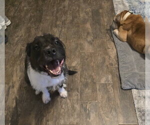 Sirius Black (Cutter) - Male American Staffordshire Terrier-Unknown Mix Dog for Adoption - Photo #5