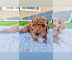 Small Photo #3 Poodle (Standard) Puppy For Sale in EL CAJON, CA, USA