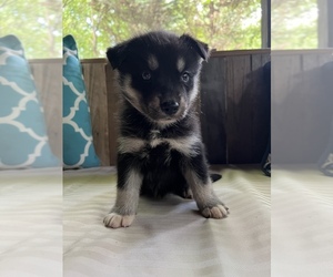 Siberian Husky Puppy for sale in CUMMING, GA, USA