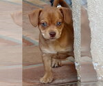 Small #1 Mutt