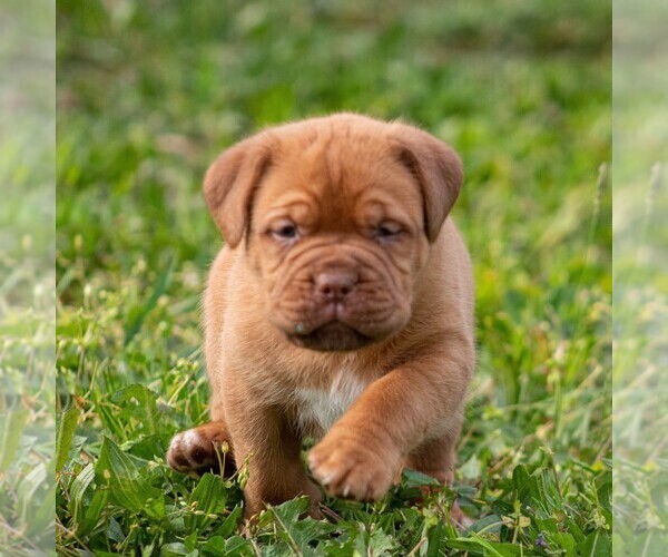 Medium Photo #1 Mastiff Puppy For Sale in MYERSTOWN, PA, USA
