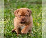 Small Photo #1 Mastiff Puppy For Sale in MYERSTOWN, PA, USA