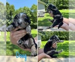 Small #2 Australian Shepherd-Goldendoodle Mix