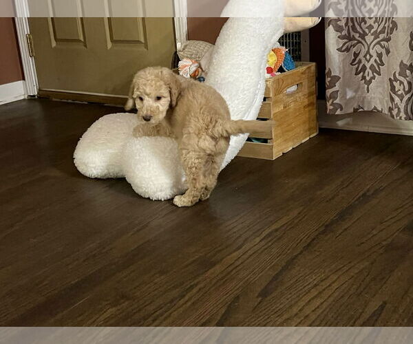 Medium Photo #4 Golden Retriever Puppy For Sale in Croydon, NH, USA