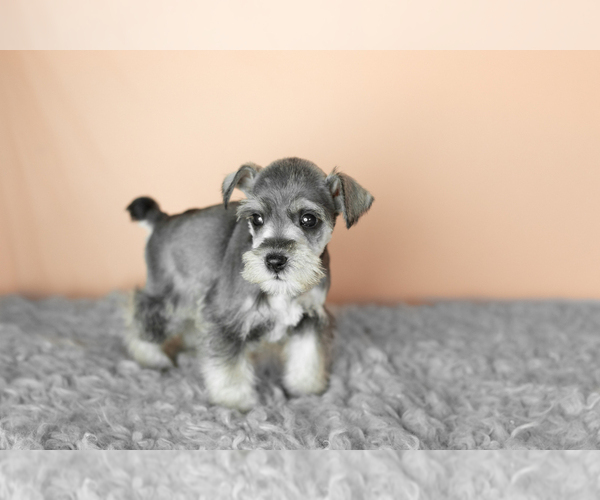 Medium Photo #10 Schnauzer (Miniature) Puppy For Sale in MILLERSBURG, IN, USA