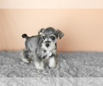 Small Photo #10 Schnauzer (Miniature) Puppy For Sale in MILLERSBURG, IN, USA
