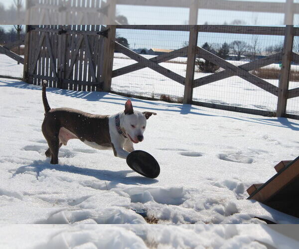 Medium Photo #11 Mutt Puppy For Sale in Chestertown, MD, USA