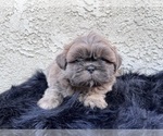 Puppy 2 Shih Tzu