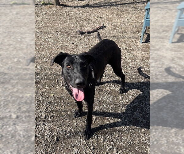Medium Photo #3 Great Dane-Unknown Mix Puppy For Sale in Elmsford, NY, USA