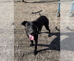 Small #2 Great Dane Mix