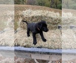 Small #11 German Shepherd Dog
