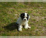 Small Photo #6 Cocker Spaniel Puppy For Sale in BEECH ISLAND, SC, USA