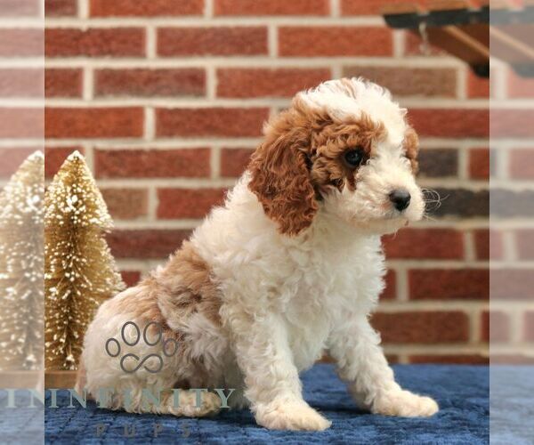 Medium Photo #5 Cavapoo Puppy For Sale in NEW HOLLAND, PA, USA