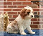 Small #4 Cavapoo
