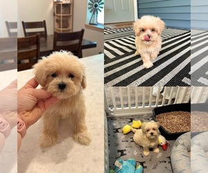 Maltipoo (Miniature) Puppy for sale in GREENVILLE, MI, USA