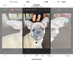 Small Photo #63 French Bulldog Puppy For Sale in ORANGE, TX, USA